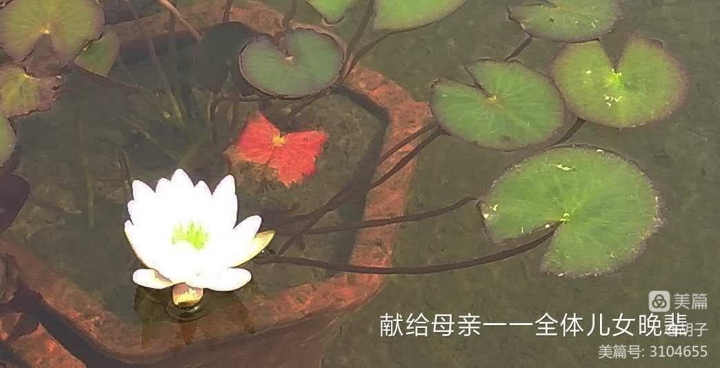 抖音里面折被子不用捆_射在褲子里就去睡會(huì)弄到被子嗎_藏在被子里的母愛