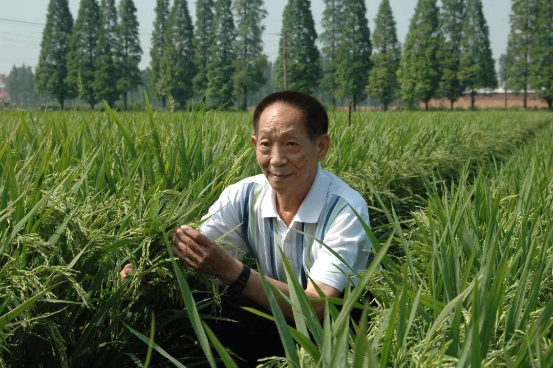 在展覽里,袁隆平爺爺_給袁隆平爺爺?shù)囊环庑臺(tái)烤面筋爺爺稱像袁隆平很驕傲
