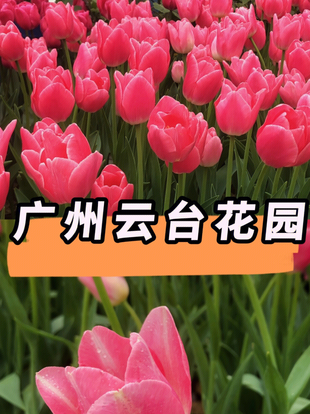 上海月湖雕塑公園_上海月湖雕塑公園年卡_上海月湖雕塑公園年票