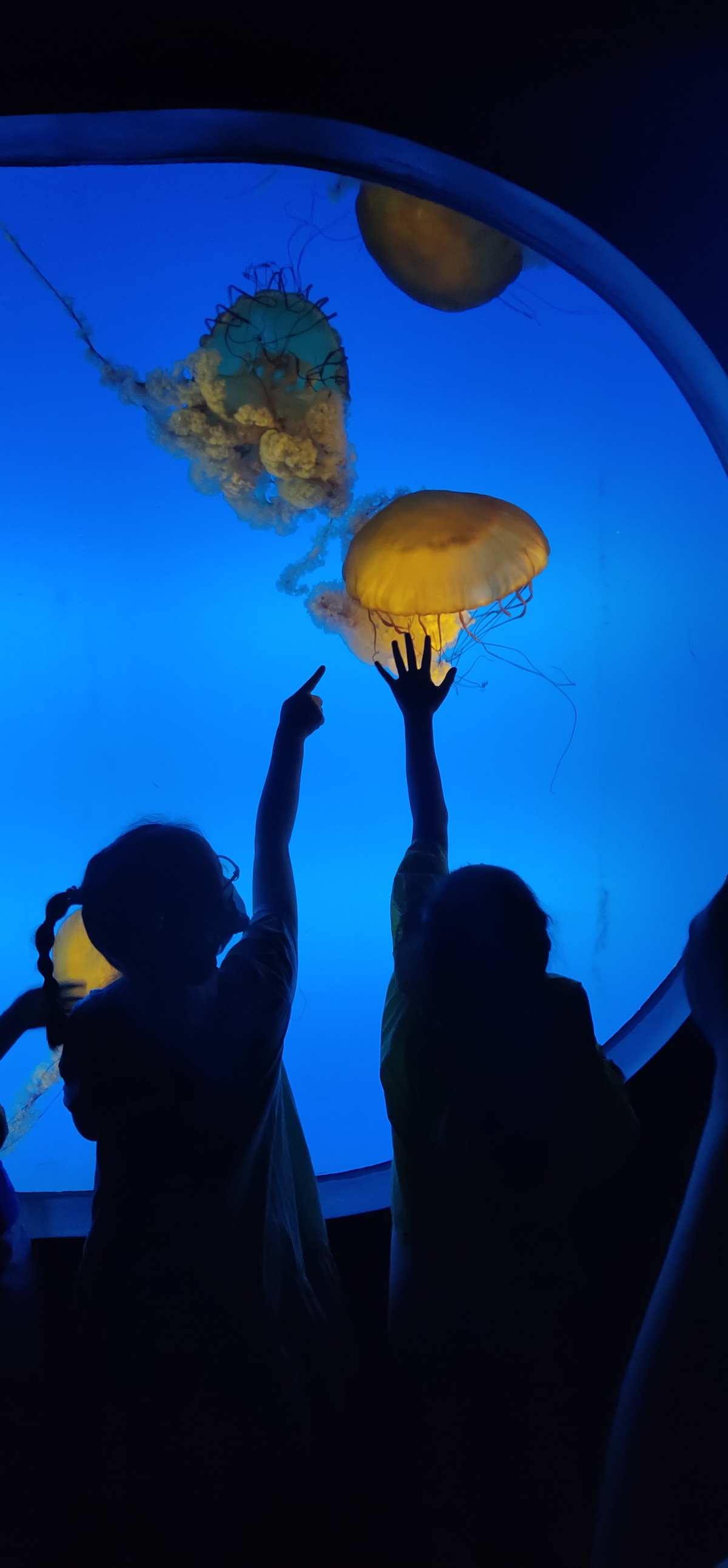 寫南京海底世界作文_南京海底世界之旅作文_南京海底世界作文