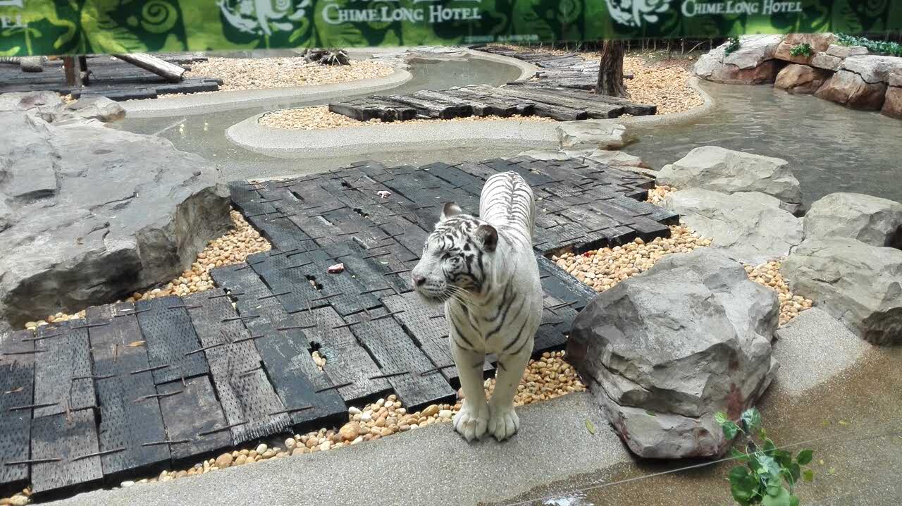 香江野生動(dòng)物園攻略_香江野生動(dòng)物園票價(jià)2021_香江野生動(dòng)物園自駕車攻略