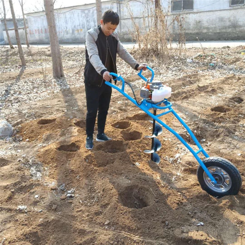 小學3年級作文植樹_植樹節看圖寫話二年級_一年級植樹看圖寫句