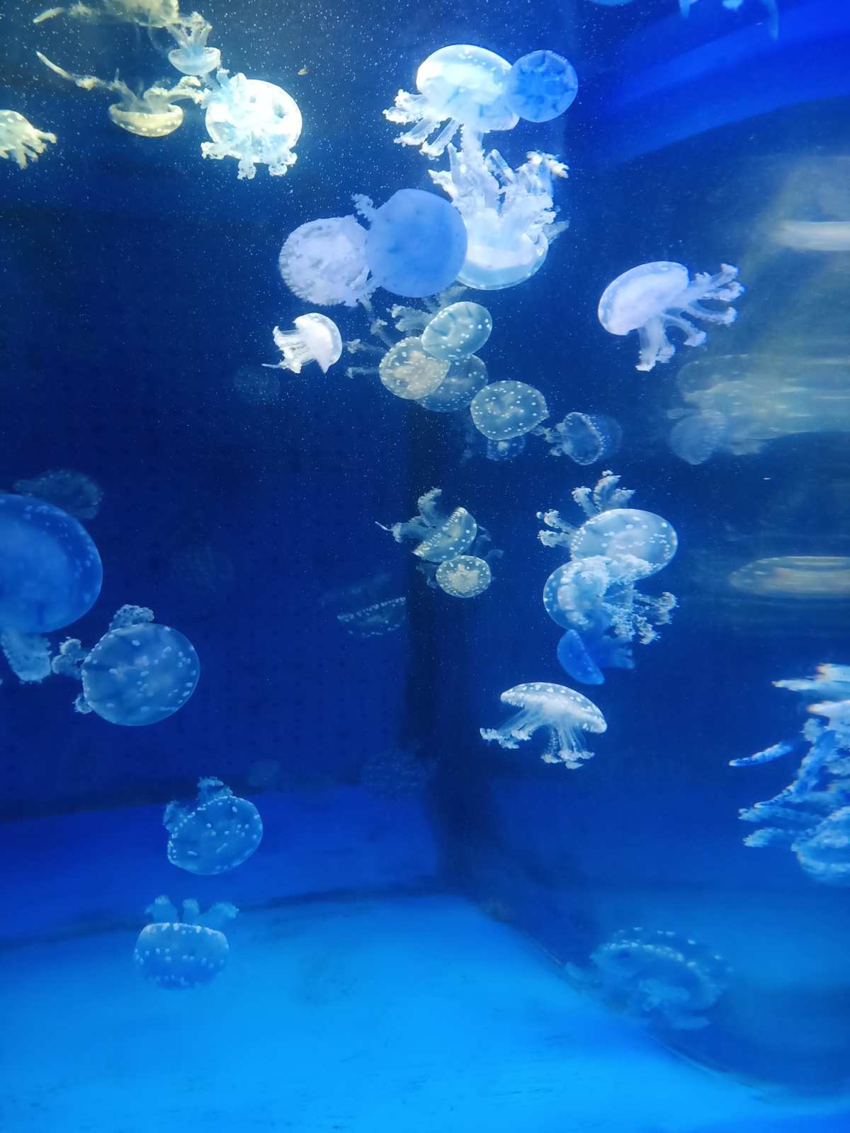 北京海底富國海世界_北京富國海底世界官網_北京富國海底世界