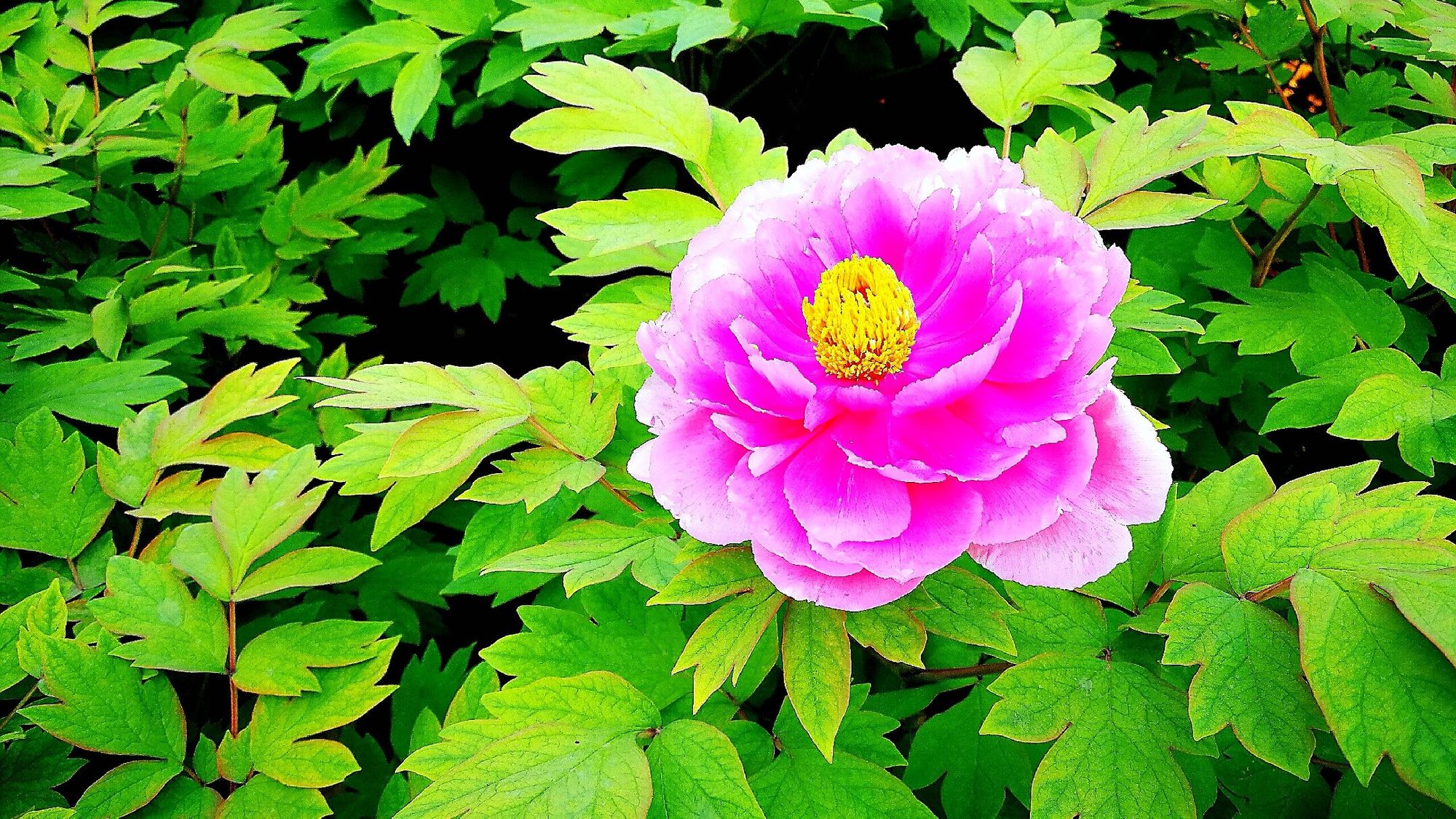 新加坡國花胡姬花_新加坡的國花_新加坡國花圖片