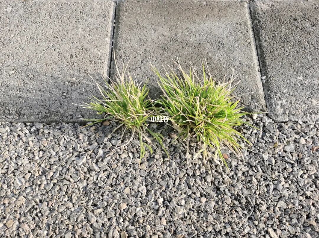 我是一棵小草作文_我是一棵小草作文_我是一棵小草作文