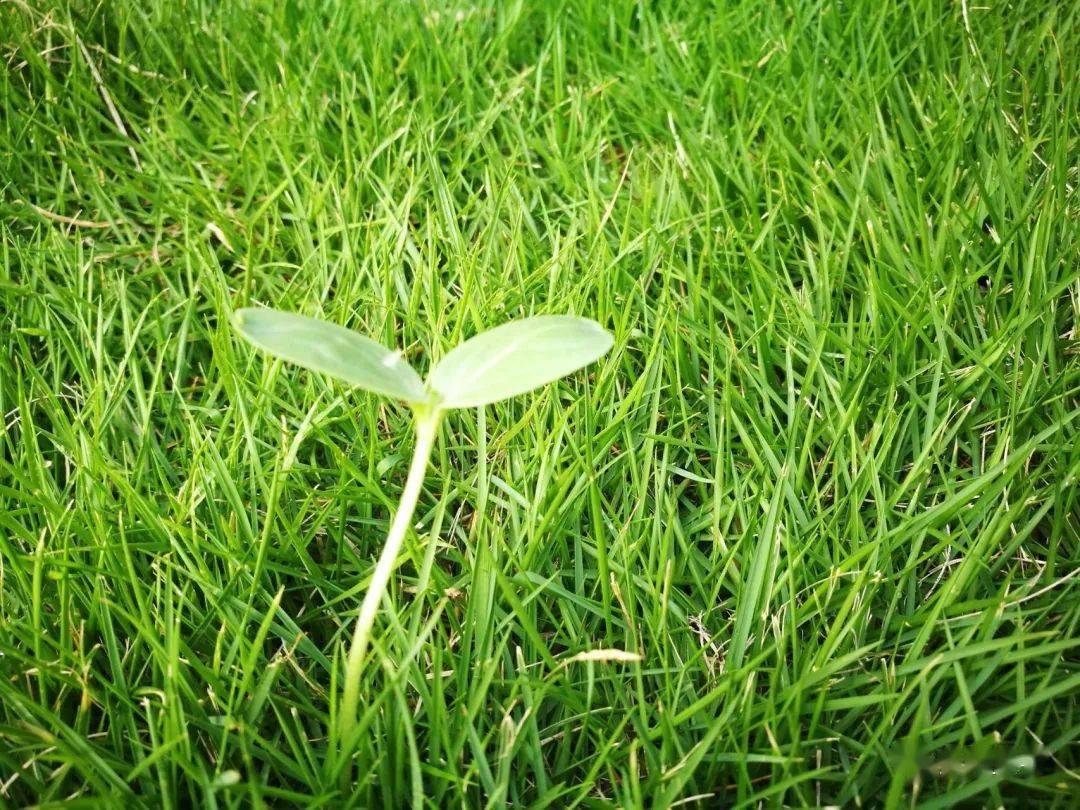 我是一棵小草作文_我是一棵小草作文_我是一棵小草作文