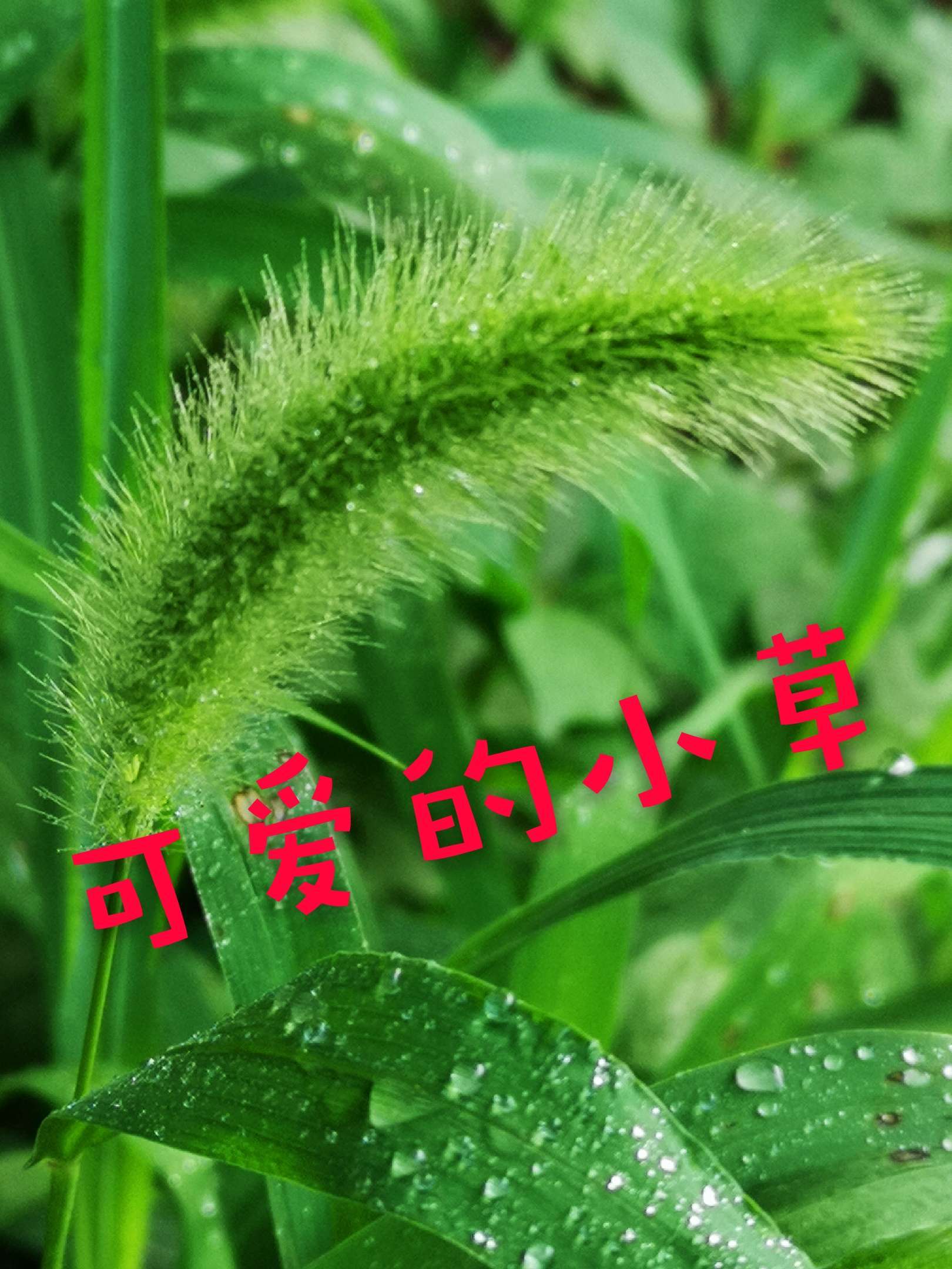 我是一棵小草作文_我是一棵小草作文_我是一棵小草作文