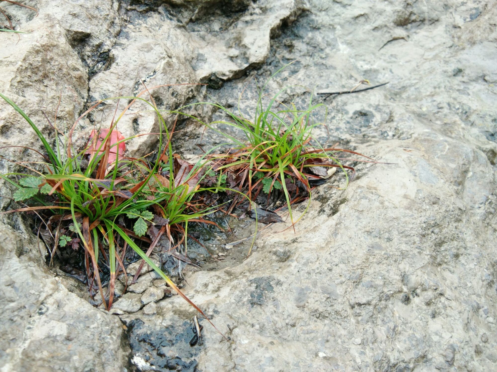 我是一棵小草作文_我是一棵小草作文_我是一棵小草作文