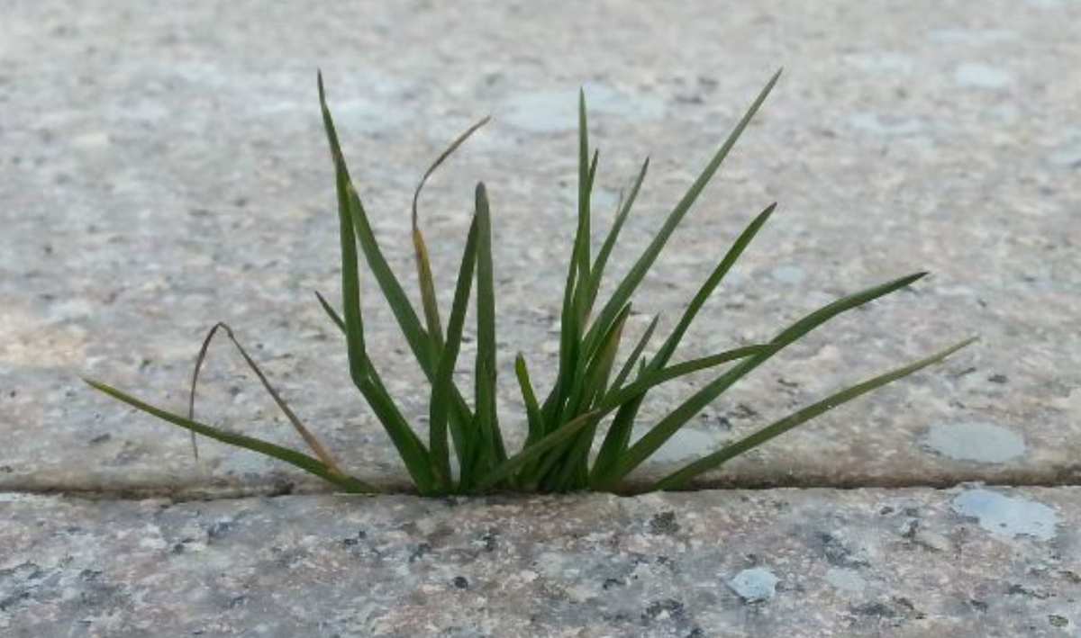 我是一棵小草作文_我是一棵小草作文_我是一棵小草作文