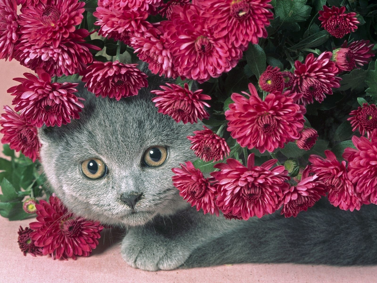 非州驚現(xiàn)牽牛花云_非州驚現(xiàn)牽牛花云_非州驚現(xiàn)牽牛花云