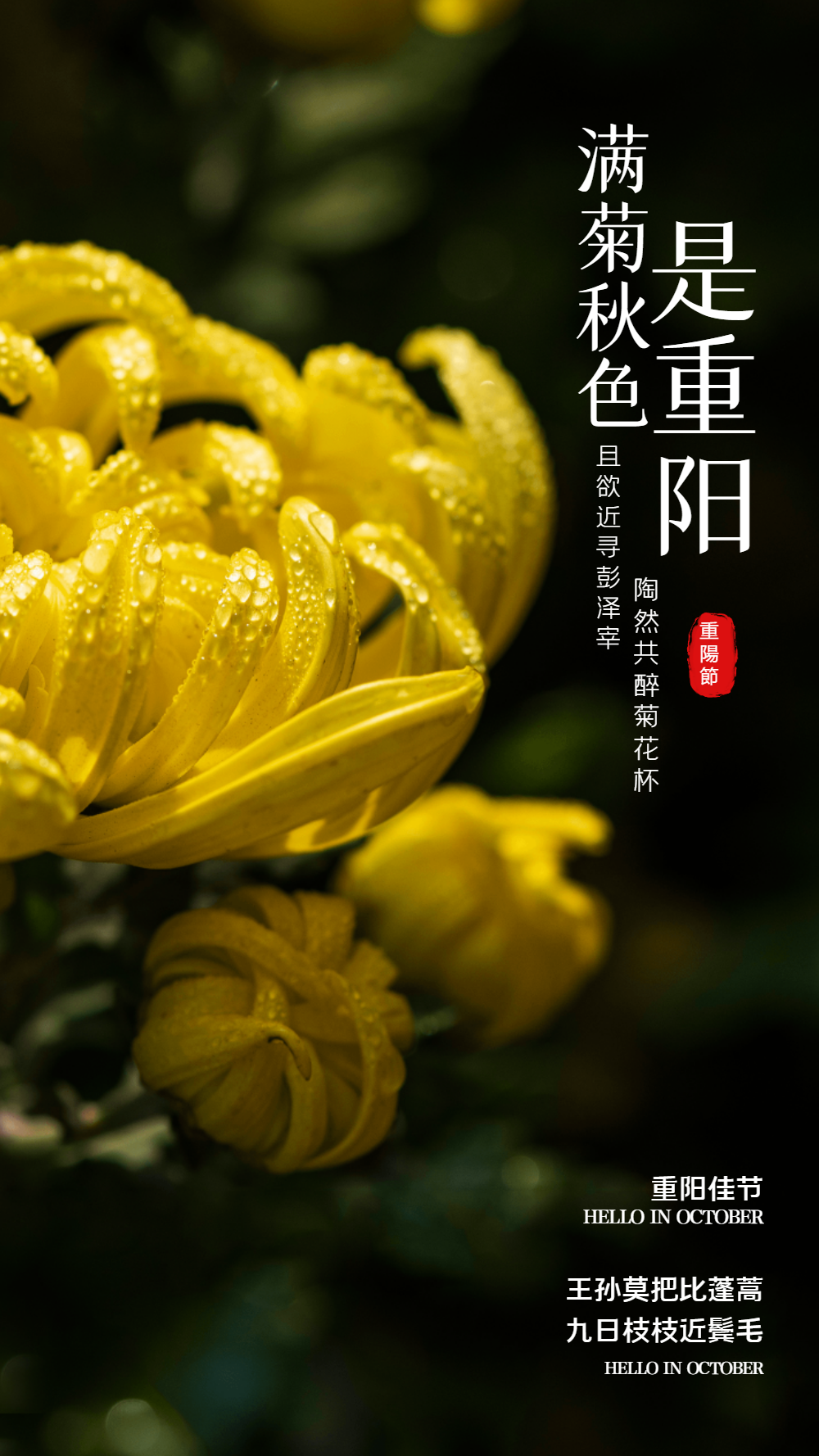 重陽節是什么節日呢_重陽節是是_重陽節到底是什么節