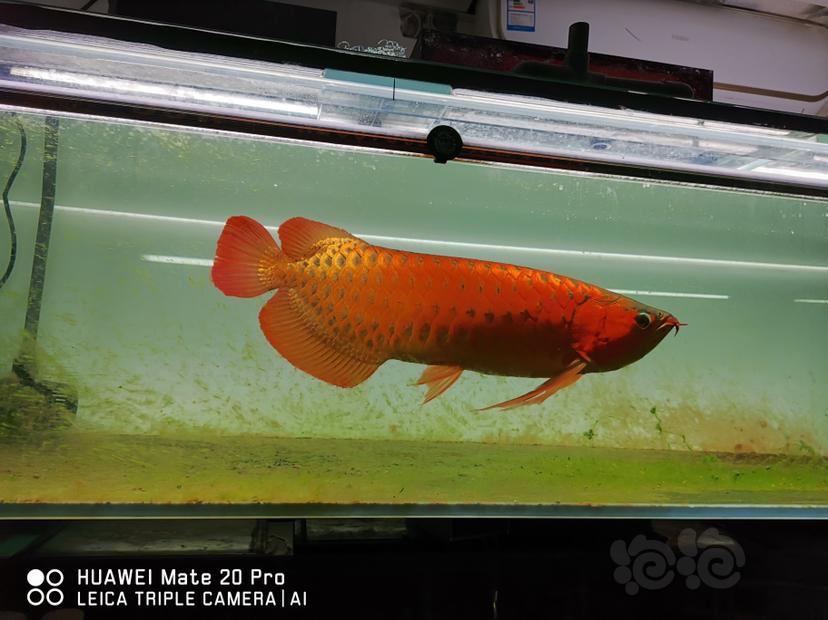 白魚龍服是什么意思_白龍魚服是什么意思_白龍魚服意思是什么生肖