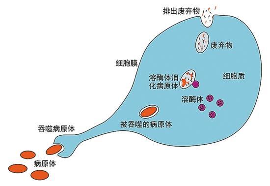 意思是誰發(fā)現(xiàn)的_cdc是什么意思_意思是的英文