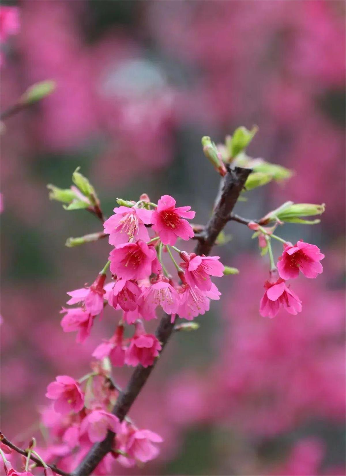 _摘抄春天優(yōu)美好段_簡短優(yōu)美句子摘抄大全春天
