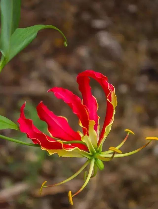 英國的國花是哪一種花_英國國花是什么花_英國國花含義