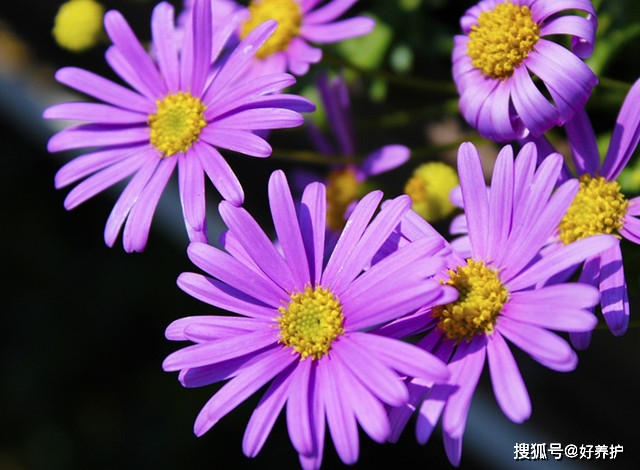 免費(fèi)英語在線學(xué)該去哪里_免費(fèi)在線英語學(xué)習(xí)_免費(fèi)英語在線課程