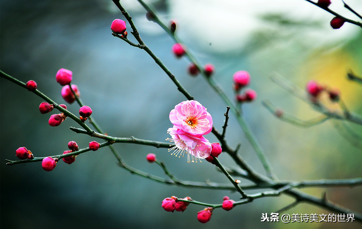 落紅不是無(wú)情物化作春泥更護(hù)花_落作春泥更護(hù)花的作者_(dá)落花化作春泥更護(hù)花