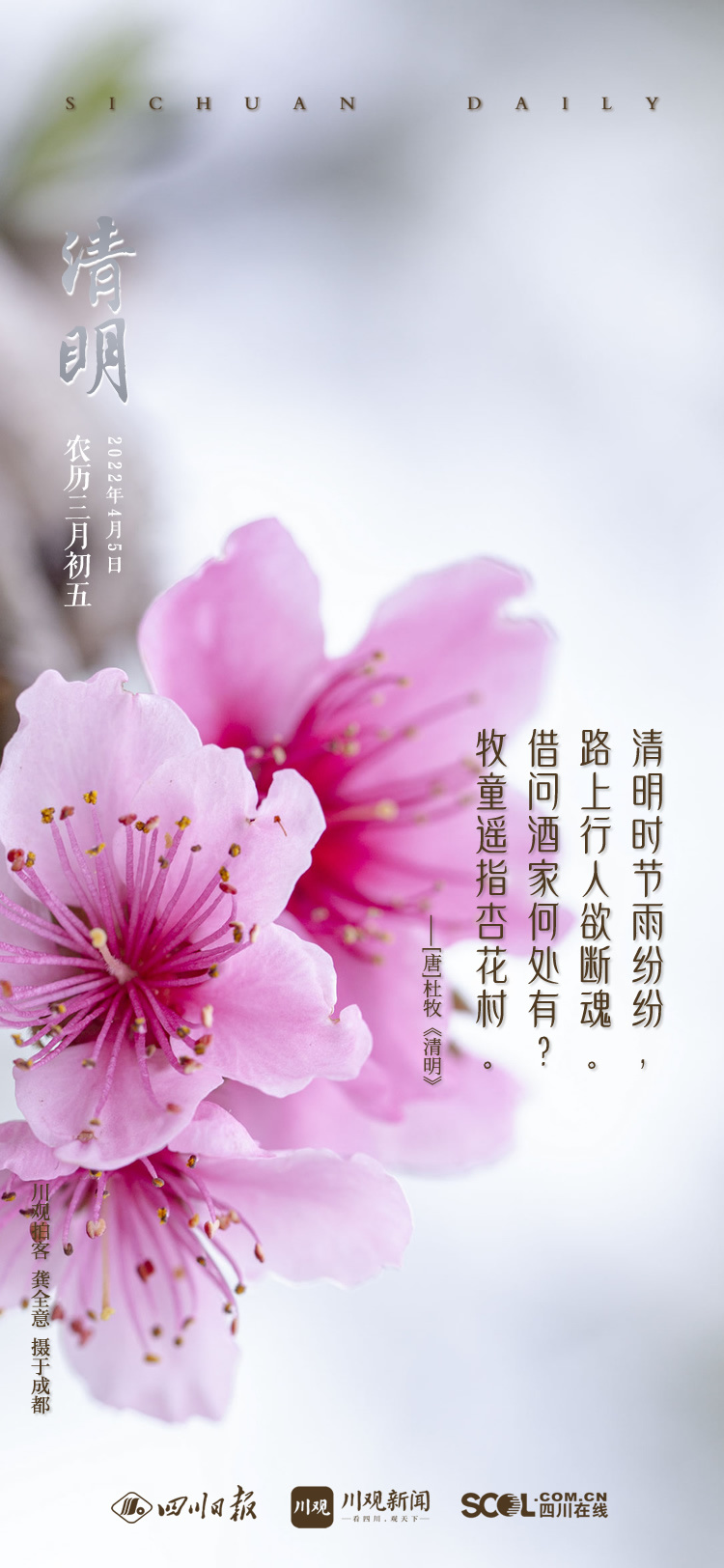 牧童遙指杏花村的指_牧童遙指杏花村中杏花村指_牧童遙指杏花村出自哪首