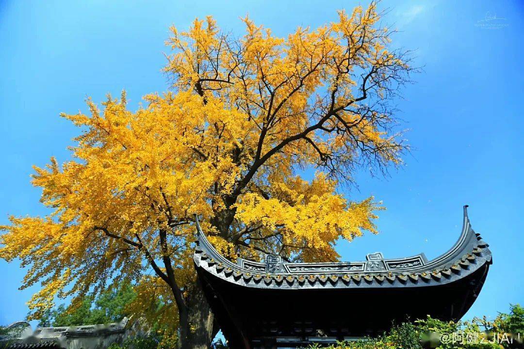 一年好景君須記下一句_好景君須記_好景君須記是什么詩(shī)