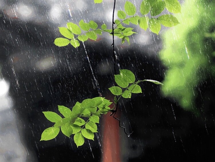 清明時節(jié)雨紛紛路上行人欲斷魂的意思_時節(jié)雨紛紛行人欲斷魂_時節(jié)清明時節(jié)雨紛紛