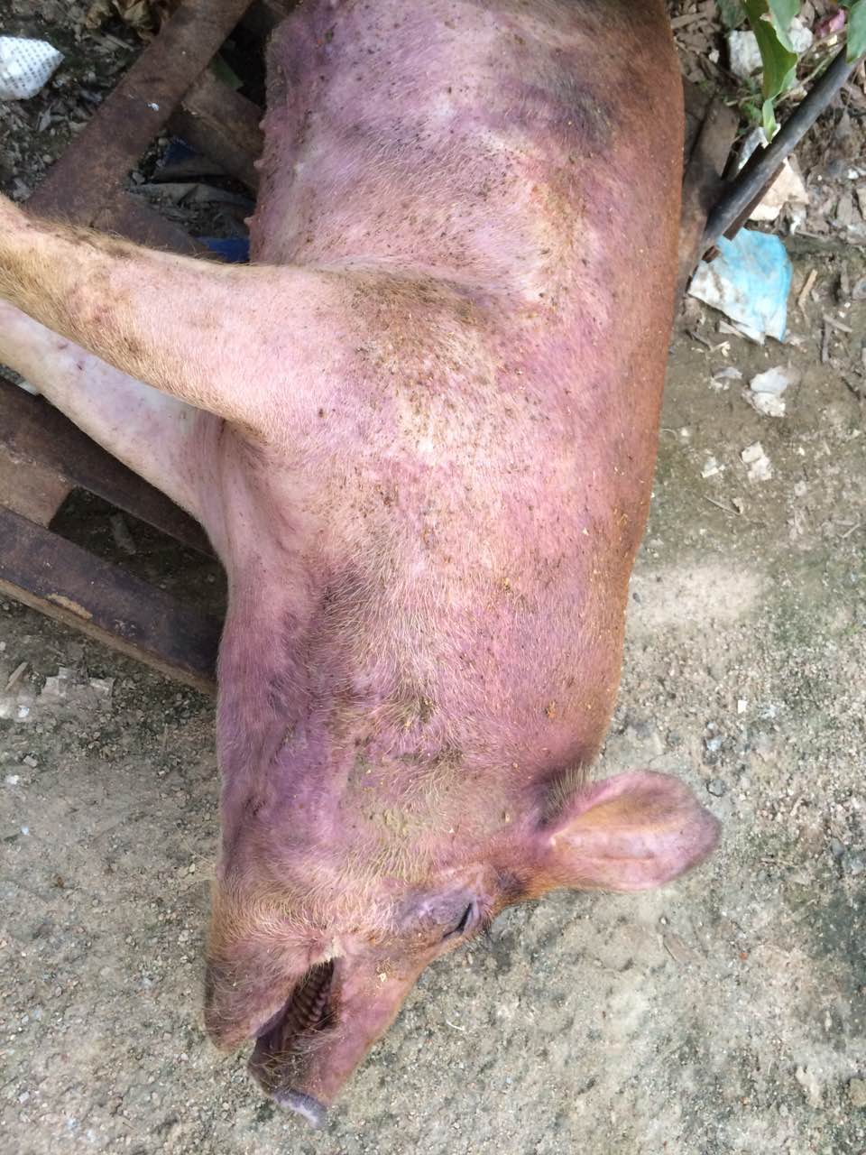 預示反義詞_預兆的反義詞_反義詞的詞語有哪些大全