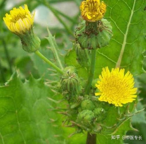 南湖東園小學_南湖小學東園校區地址_南湖小學校區