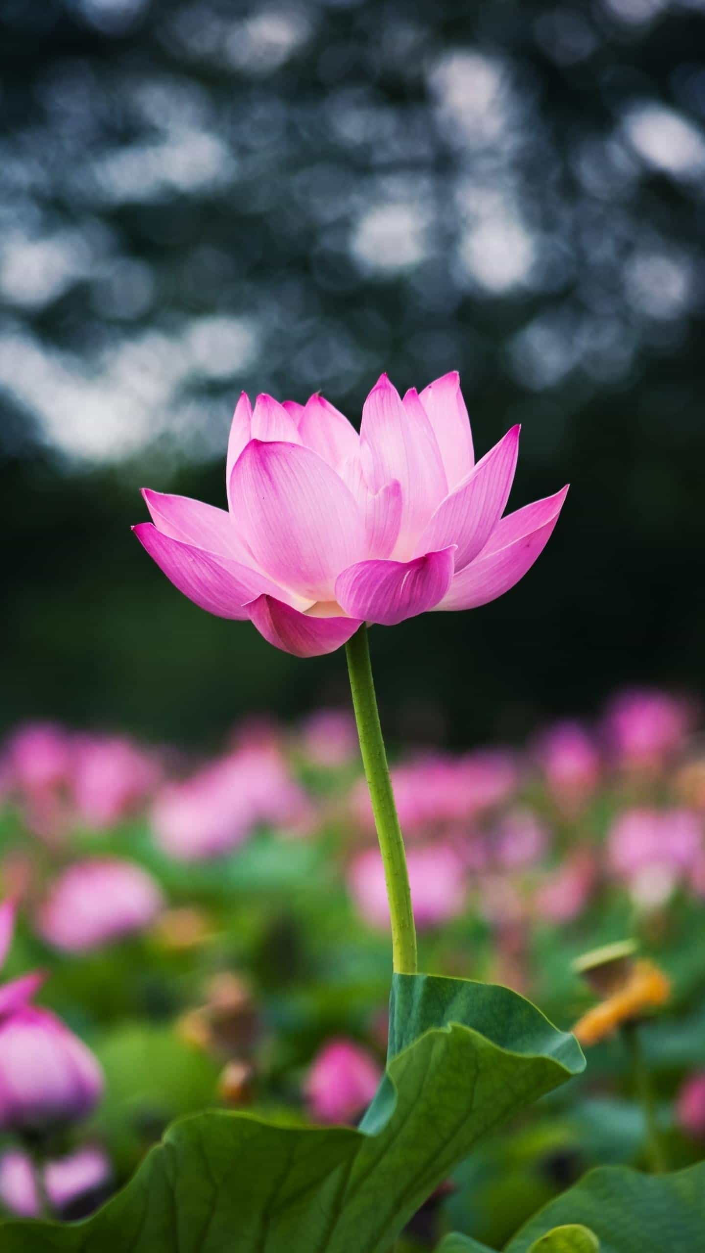 整容手術(shù)大學(xué)英語(yǔ)作文__整容手術(shù)六級(jí)作文