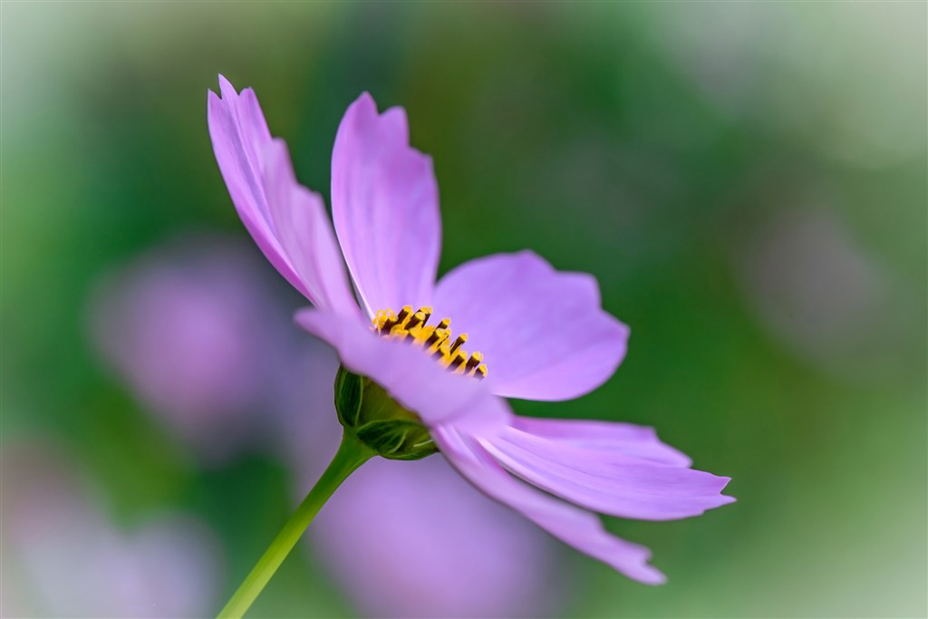 江蘇省淮陰中學多大_江蘇省淮陰中學地址_江蘇省淮陰中學在哪兒