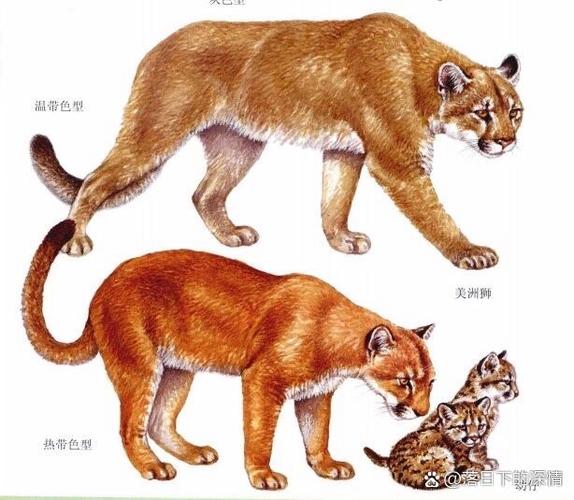 puma是什么意思_puma的詳細解釋_puma的含義