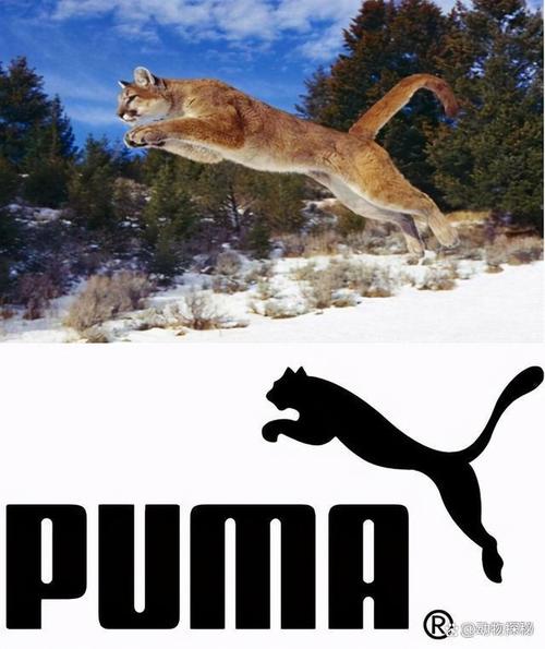puma的含義_puma的詳細解釋_puma是什么意思