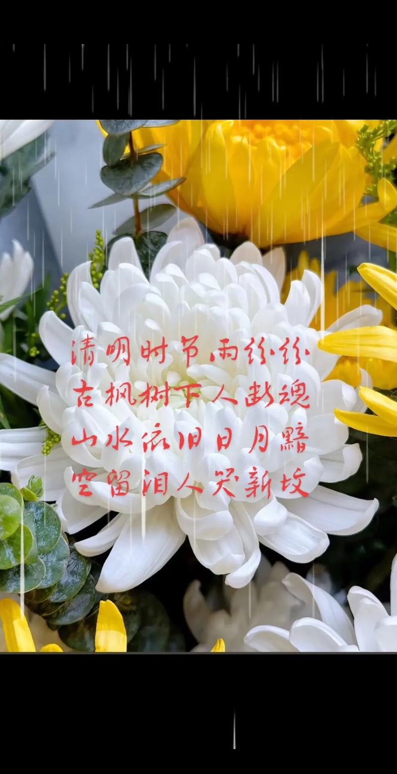 清明時節思念親人_清明節想親人的句子傷感_回憶與親人共賞花的時光