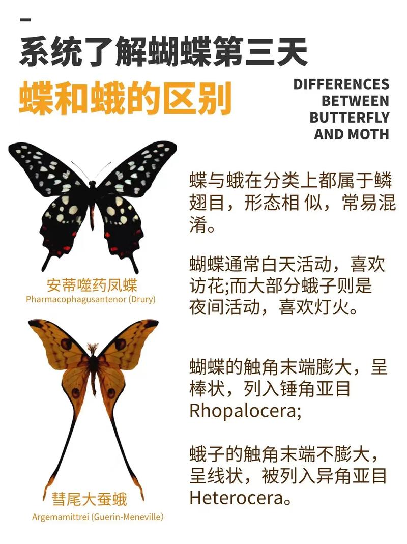butterfly詞源 黃油與蝴蝶的關(guān)系 dragonfly名字的由來_butter是什么意思