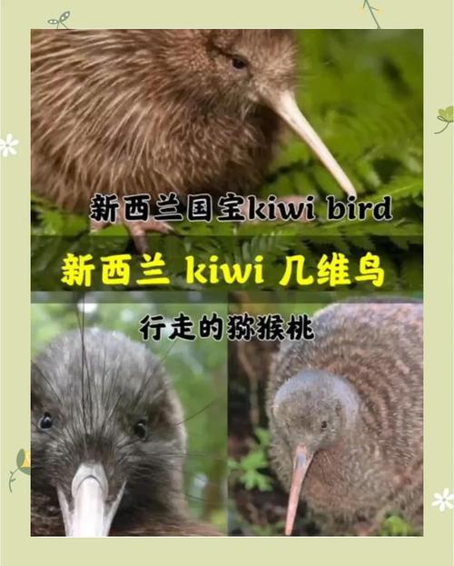 幾維鳥特點介紹_新西蘭國鳥鷸鴕_新西蘭國鳥