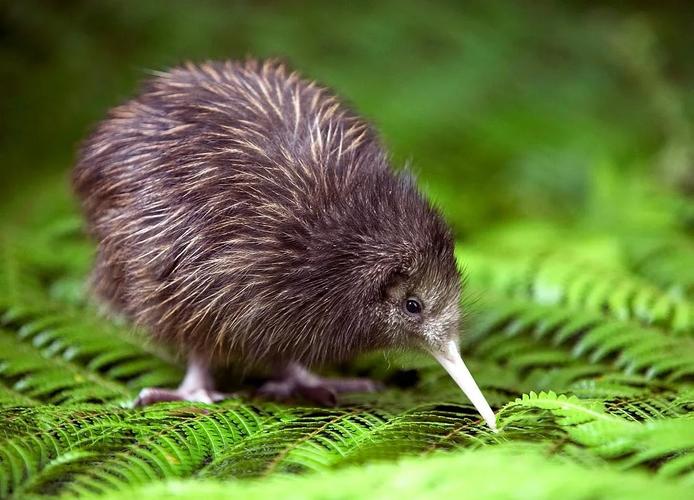 新西蘭國鳥_新西蘭國鳥鷸鴕_幾維鳥特點介紹
