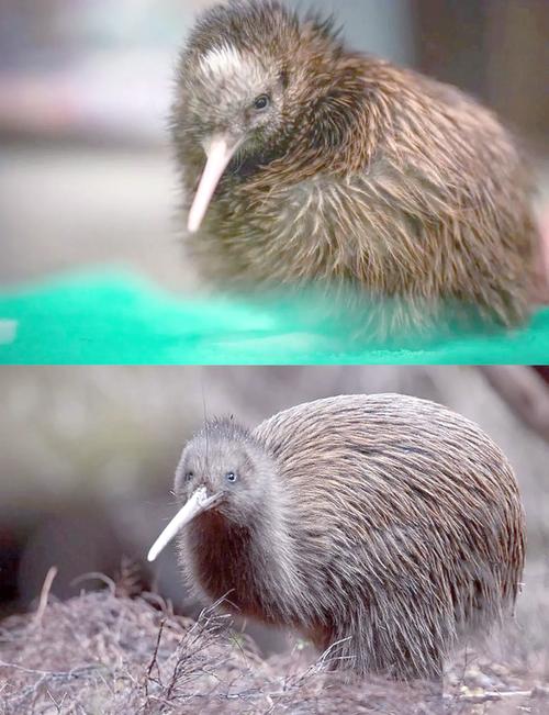 新西蘭國鳥鷸鴕_新西蘭國鳥_幾維鳥特點介紹