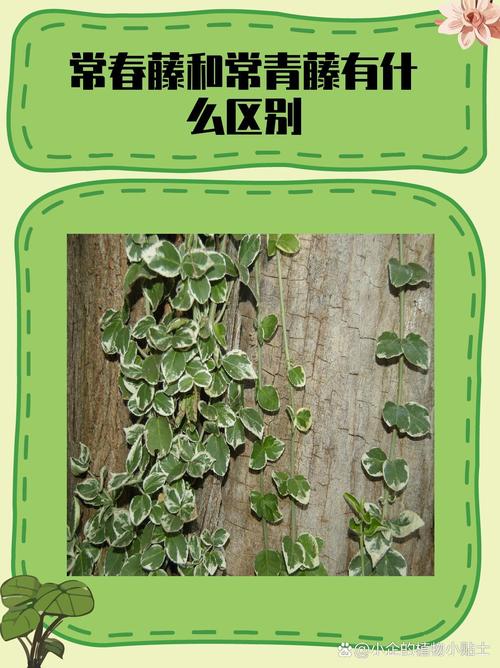 美國常春藤大學名單_常春藤聯盟 常青藤聯盟 IvyLeague中文譯名