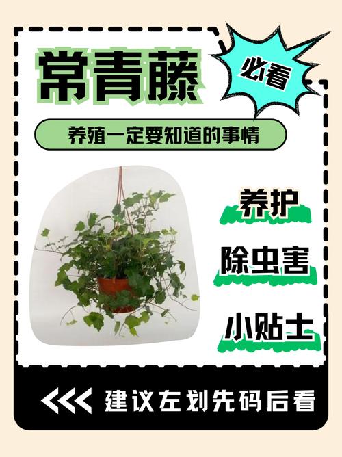 常春藤聯盟 常青藤聯盟 IvyLeague中文譯名_美國常春藤大學名單