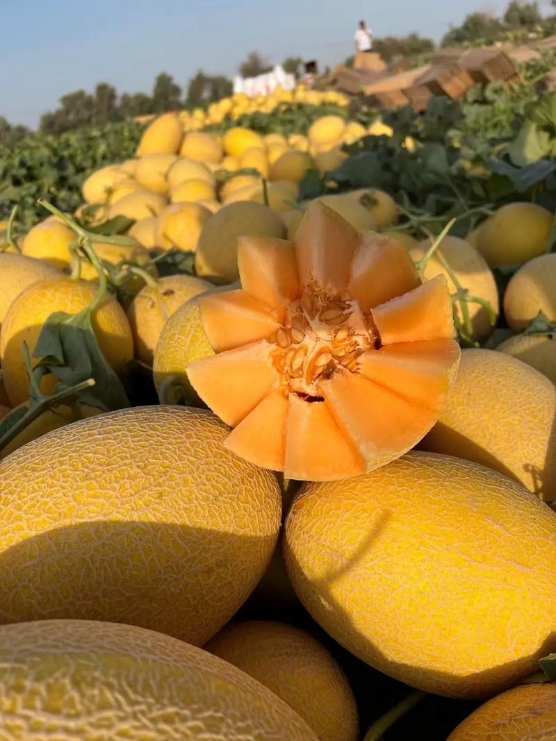 哈密瓜的英文_哈密礦產資源開發_哈密旅游攻略